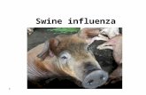1 Swine influenza. 2 The Organism  Causative agent  Natural distribution  Transmission  Clinical Signs  Diagnosis  Morbidity and mortality  Prevention.