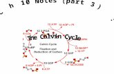 The Calvin cycle uses ATP and NADPH to convert CO 2 to sugar ● The Calvin cycle, like the citric acid cycle, regenerates its starting material after molecules.