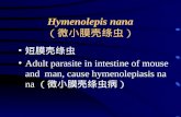 Hymenolepis nana （微小膜壳绦虫） 短膜壳绦虫 Adult parasite in intestine of mouse and man, cause hymenolepiasis nana （微小膜壳绦虫病）