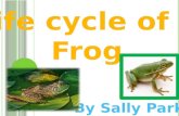 Frog are amphibians which they live on land and water. If their skins dries out, the frog die. They eat flies and insects with their long tongue. Frog.