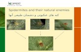 Spidermites and their natural enemies کنه های عنکبوتی و دشمنان طبیعی آنها.