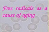 Free radicals as a cause of aging. Many biologists believe that aging results from the gradual accumulation of damage to our body’s tissues. The most.