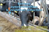 Estrous synchronization & ovulation induction ชัยวัฒน์ จรัสแสง ภาควิชาศัลยศาสตร์และ วิทยาการสืบพันธุ์