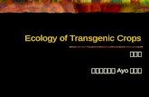Ecology of Transgenic Crops 鄭先祐 生態主張者： Ayo 工作室 Ecology of Transgenic Crops 2 Genetically engineered plants might generate weed problems and affect non-