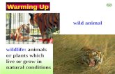 wildlife: animals or plants which live or grow in natural conditions wild animal Warming Up.