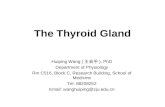 The Thyroid Gland Huiping Wang ( 王会平 ), PhD Department of Physiology Rm C516, Block C, Research Building, School of Medicine Tel: 88208252 Email: wanghuiping@zju.edu.cn.