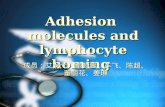 Adhesion molecules and lymphocyte homing 成员：艾戈弋、鲍梦馨、车飞、陈超、 董丽花、姜琳.
