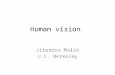 Human vision Jitendra Malik U.C. Berkeley. Visual Areas.