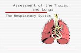 Assessment of the Thorax and Lungs The Respiratory System.