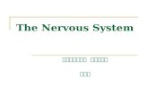 The Nervous System 山东大学医学院 解剖教研室 李振华. Divisions Central nervous system (CNS) Peripheral nervous system (PNS)