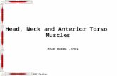 RMC Design Head, Neck and Anterior Torso Muscles Head Head model Links Links.