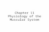 Chapter 11 Physiology of the Muscular System. Introduction Muscular system is responsible for moving the framework of the body In addition to movement,