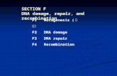 SECTION F DNA damage, repair, and recombination F1 Mutagenesis ( 诱变） F2DNA damage F3 DNA repair F4Recombination.