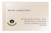 Nerve conduction Sompol Tapechum M.D., Ph.D. Department of Physiology Faculty of Medicine Siriraj Hospital.