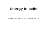 Energy in cells (Photosynthesis and Respiration).