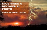 DIOS VIENE A RECOGER EL FRUTO APOCALIPSIS 14:14-.