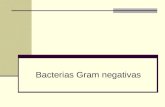 Bacterias Gram negativas. Bacilos gram negativos anaerobios facultativos Keiko Shirai: UAM-Iztapalapa Keiko Shirai: UAM-Iztapalapa.