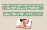 ANATOMIA DE LA LARINGE HOSPITAL MATERNIDAD NUESTRA SEÑORA DE LA ALTAGRACIA.