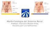 Morfo-Fisiologia del Sistema Renal. Profesor: Francisco Moreno Arias. Escuela Juan Luis Sanfuentes.