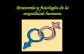 Anatomía y fisiología de la sexualidad humana. Desarrollo del aparato reproductor masculino y femenino.