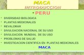 MACA - LUIS ROSSI1 MACA INTRODUCCION PERU DIVERSIDAD BIOLOGICA PLANTAS MEDICINALES REVALORAR DIVULGACION NACIONAL DE SU USO DIVULGACION MUNDIAL DE SU USO.
