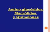 Amino glucósidos, Macrólidos y Quinolonas. Mecanismo de Acción: La acción de los amino glucósidos comprende una interacción inicial con la superficie.