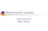 Respiración celular Laboratorio 8 BIOL 3051L. Objetivos Entender que es la respiración celular, su importancia y los pasos principales de la misma. Diferenciar.