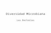 Diversidad Microbiana Las Bacterias. Características Estructura procariota. Gran variedad de microorganismos. Existen organismos patógenos y no patógenos.