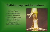Pythium aphanidermatum Reino: Fungi Clase: Oomicetos Orden: Pythiales Familia: Pythiaceae Género: Pythium Especie: P. Aphanidermatum.