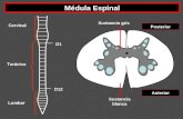 Cervical Torácico Lumbar D1 D12 Sustancia gris Sustancia blanca Posterior Anterior Médula Espinal.