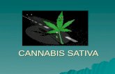 CANNABIS SATIVA. Cannabis sativa  Es una planta originaria de Asia Oriental.  Su uso alcanza una gran difusión en China, India y los países.
