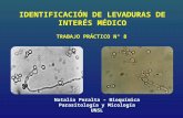 Natalia Peralta – Bioquímica Parasitología y Micología UNSL.