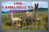 LOS CAMÉLIDOS EN BOLIVIA ESPECIES DOMÉSTICAS LA ALPACA (LAMA PACUS) LA LLAMA (LAMA GLAMA ) ESPECIES SILVESTRES LA VICUÑA (LAMA VICUGNA) EL GUANACO (LAMA.