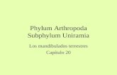 Phylum Arthropoda Subphylum Uniramia Los mandibulados terrestres Capítulo 20.