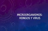 MICROORGANISMOS: HONGOS Y VIRUS. ¿QUÉ ES UN HONGO? Son microorganismos que se encuentran en la naturaleza en bastante abundancia. Se caracterizan por.