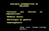 BIOLOGIA REPRODUCTIVA DE MOLUSCOS -Factores que afectan la reproducción: -Madurez Sexual -Morfología de gametos -Gametogénesis Blgo. Acui. Carmen Yzásiga.