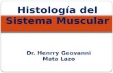 Dr. Henrry Geovanni Mata Lazo Histología del Sistema Muscular.
