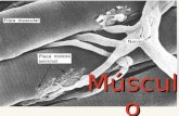 Músculo. Nomenclatura ❖ Sarcolema=Membrana plasmática. ❖ Sarcoplasma = Citoplasma. ❖ Retículo sarcoplásmico = Retículo endoplásmico. ❖ Sarcosomas = Mitocondrias.
