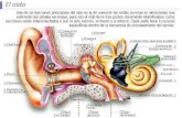 Otitis media Consiste en la inflamación e infección del oído medio, el cual se encuentra localizado justo detrás del tímpano. Es una de las principales.