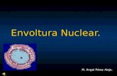 Envoltura Nuclear. M. Ángel Pérez Alejo.. La envoltura nuclear se compone por: Membrana Nuclear Externa Membrana Nuclear Interna … Cisterna Perinuclear…