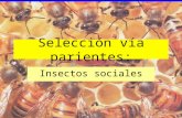 Selección vía parientes: Insectos sociales Eusocialidad Solapamiento de generaciones División del trabajo Castas no reproductivas (la diferenciación.