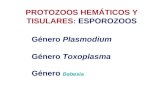 PROTOZOOS HEMÁTICOS Y TISULARES: ESPOROZOOS Género Plasmodium Género Toxoplasma Género Babesia.
