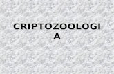 CRIPTOZOOLOGIA. La palabra Criptozoología significa: Cripto-: Escondido -zoo-: Animal -logía: Estudio.