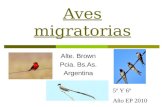 Aves migratorias Alte. Brown Pcia. Bs.As. Argentina 5º Y 6º Año EP 2010.