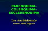 PARENQUIMA-COLENQUIMA- ESCLERENQUIMA Dra. Sara Maldonado Diseño: Julieta Magnano.
