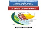 Unidad Educativa Colegio Ibero Americano Cátedra: Biología 3er año Docente: Lcda. Angelina Rinaldi Puerto Ordaz. Noviembre 2011.