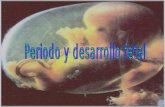 2 María Paz Contreras Periodo Fetal Placenta Cigoto Embrión Desarrollo Fetal.