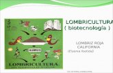 LOMBRICULTURA LOMBRICULTURA ( biotecnología ) LOMBRIZ ROJA CALIFORNIA (Eisenia foetida ) CD.VICTORIA,TAMAULIPAS,