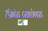Una planta carnívora, también llamada planta insectívora, es una planta que obtiene parte o la mayoría de sus necesidades nutricionales (pero no de.