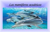 Los mamíferos acuáticos. Mamíferos Los delfines son mamíferos acuáticos. Es decir son mamíferos que viven en el agua.
